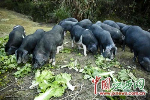 1487841100579368.jpg 2.jpg